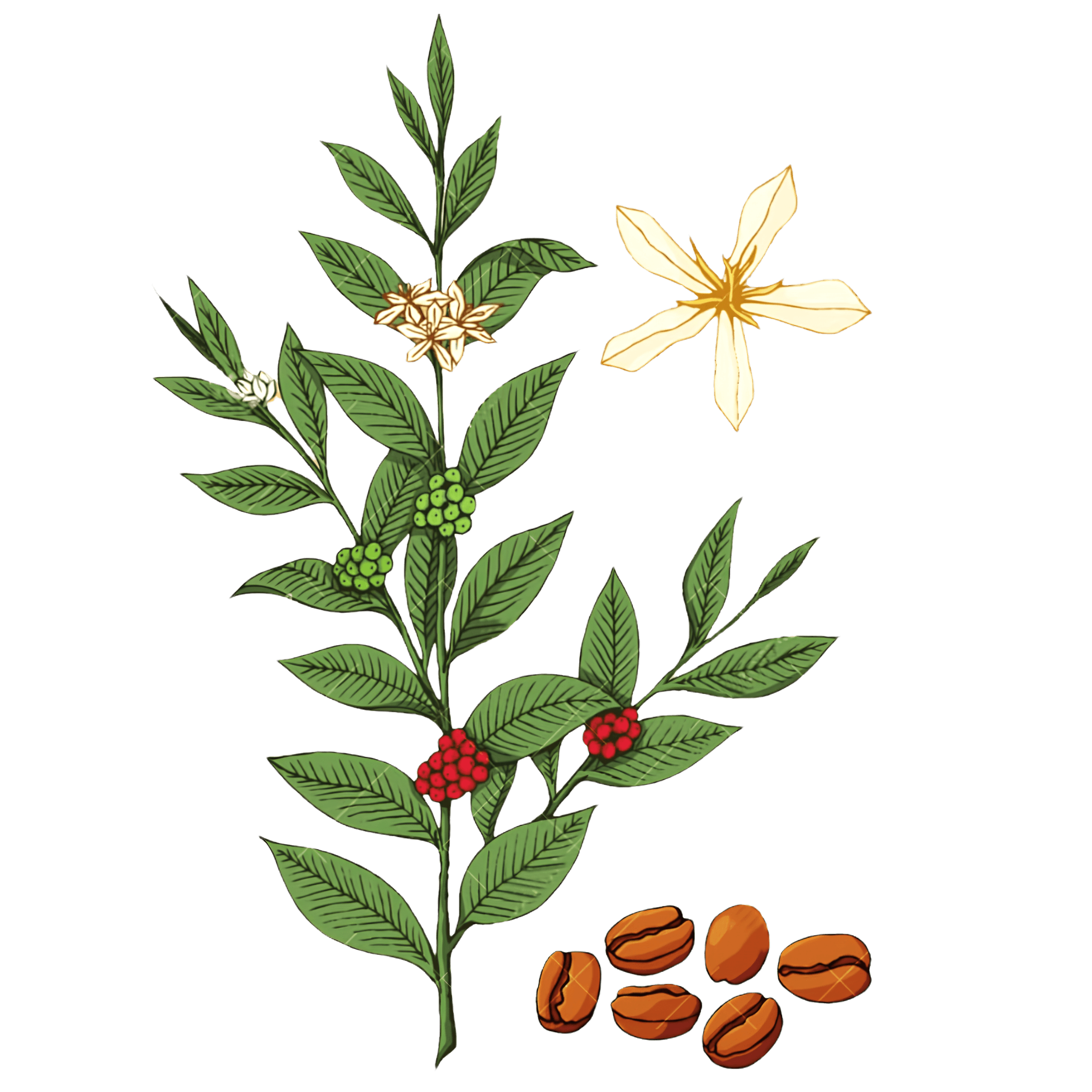 Planta de café